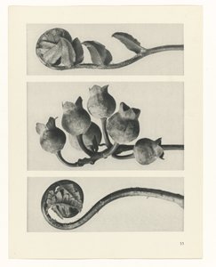 Étude de plante (Urformen der Kunst)