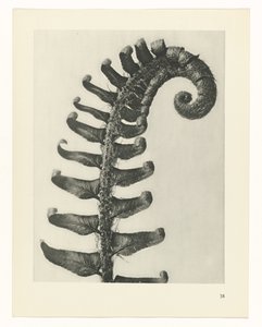 Étude de plante (Urformen der Kunst) - Karl Blossfeldt