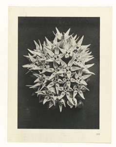 Étude de plante (Urformen der Kunst) - Karl Blossfeldt