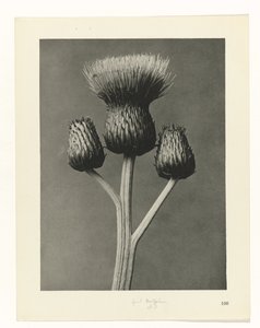 Étude de plante (Urformen der Kunst) - Karl Blossfeldt