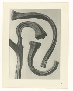 Étude de plante (Urformen der Kunst)