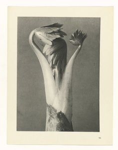 Étude de plante (Urformen der Kunst)