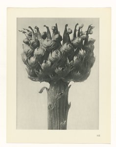 Étude de plante (Urformen der Kunst)