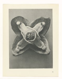 Étude de plante (Urformen der Kunst)