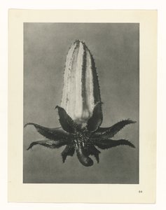 Étude de plante (Urformen der Kunst)