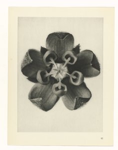 Étude de plante (Urformen der Kunst) - Karl Blossfeldt