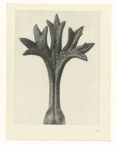 Étude de plante (Urformen der Kunst)