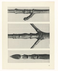 Étude de plante (Urformen der Kunst) - Karl Blossfeldt