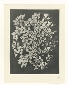 Étude de plante (Urformen der Kunst) - Karl Blossfeldt