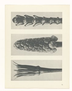 Étude de plante (Urformen der Kunst)