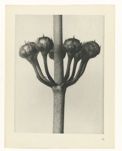 Étude de plante (Urformen der Kunst) - Karl Blossfeldt