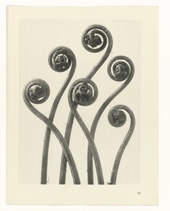 Étude de plante (Urformen der Kunst)