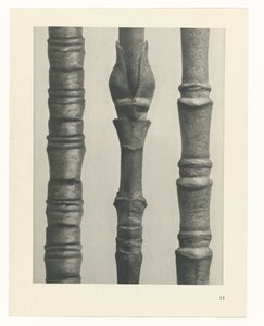 Étude de plante (Urformen der Kunst)