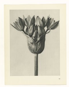 Étude de plante (Urformen der Kunst)