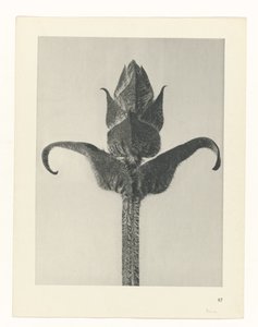 Étude de plante (Urformen der Kunst)