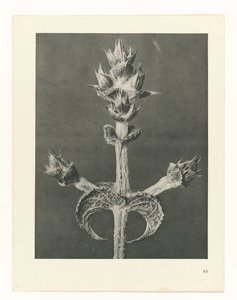 Étude de plante (Urformen der Kunst) - Karl Blossfeldt