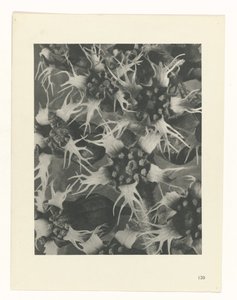 Étude de plante (Urformen der Kunst) - Karl Blossfeldt