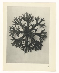 Étude de plante (Urformen der Kunst) - Karl Blossfeldt