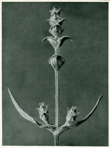 Salvia, 1929 - Karl Blossfeldt