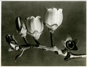Vaccinium Corymbosum, 1929