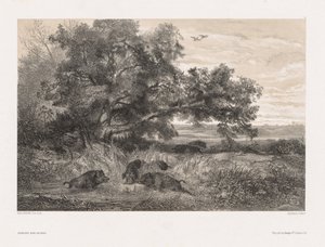Animaux et paysage d