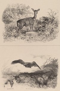 Biche, Aigle - Karl Bodmer