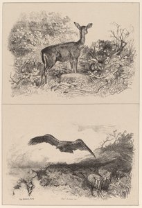 Biche, Aigle - Karl Bodmer