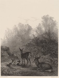 Biches au repos - Karl Bodmer