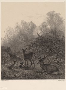 Biches au repos - Karl Bodmer