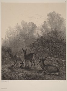 Biches au repos - Karl Bodmer