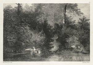 Canards - Karl Bodmer
