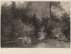 Canards - Karl Bodmer