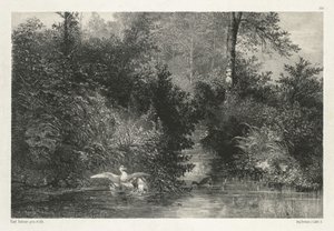 Canards - Karl Bodmer