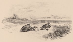Canards sauvages - Karl Bodmer