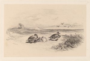Canards sauvages - Karl Bodmer