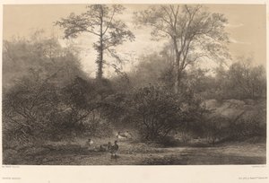 Canards Sauvages - Karl Bodmer