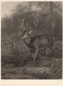 Cerf Dix-Cors - Karl Bodmer