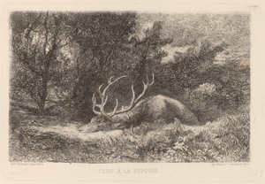 Cerf à la Reposée - Karl Bodmer