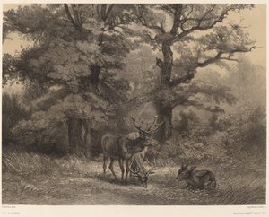 Cerfs au gagnage - Karl Bodmer