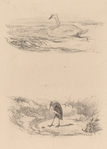 Cygne, héron - Karl Bodmer
