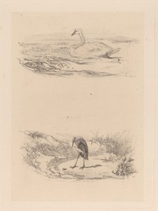 Cygne, héron - Karl Bodmer