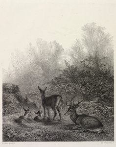 Cerf au Repos - Karl Bodmer