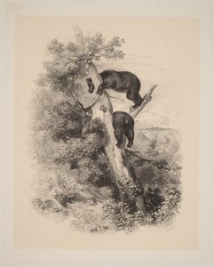 Deux Ours - Karl Bodmer