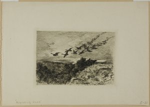 Oies volantes - Karl Bodmer