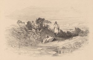 Hérons - Karl Bodmer