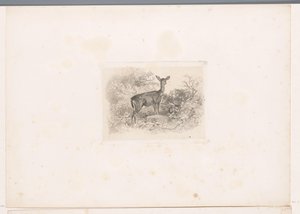 Biche dans la forêt - Karl Bodmer