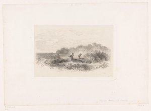 Paysage avec deux cerfs à queue blanche - Karl Bodmer