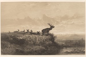 Le Matin. Cerf et biches - Karl Bodmer