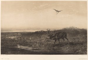 Le Soir. Cerf et hérons