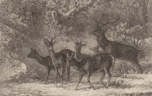 Le harde - Karl Bodmer